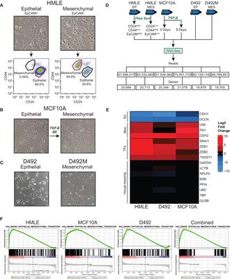 Identification of a core EMT signature that separates basal-like breast cancers into partial- and post-EMT subtypes